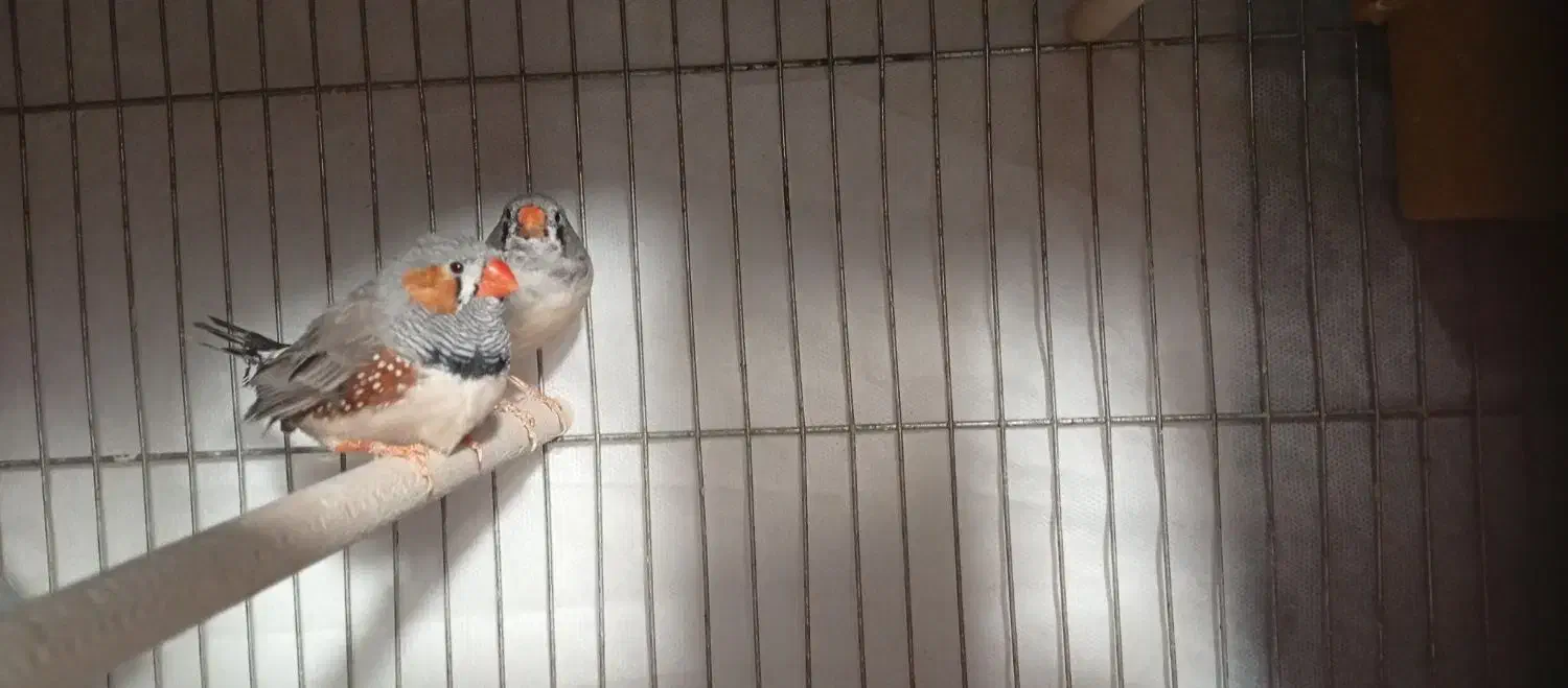 فنچ معاوضه با کبوتر|پرنده|یاسوج, |دیوار