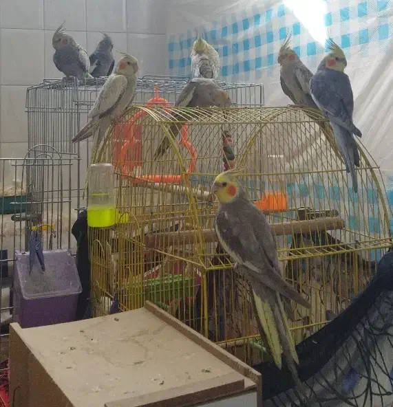 عروس هلندی|پرنده|پیر بکران, |دیوار