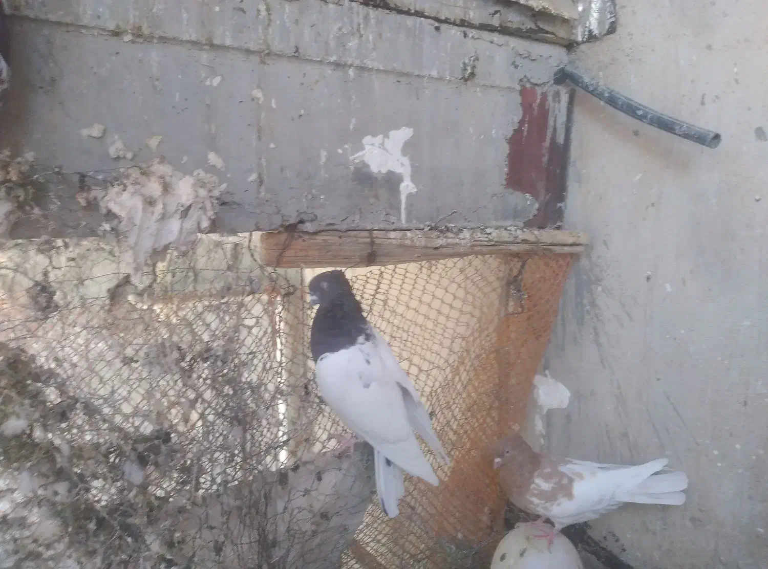 کبوتر کله|پرنده|شباب, |دیوار