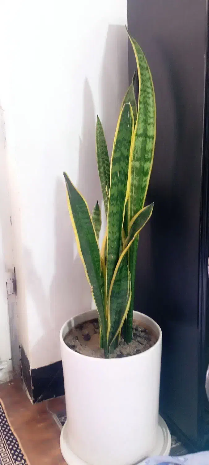 گل سانسور یا دوعددفروشی|گل و گیاه طبیعی|الشتر, |دیوار