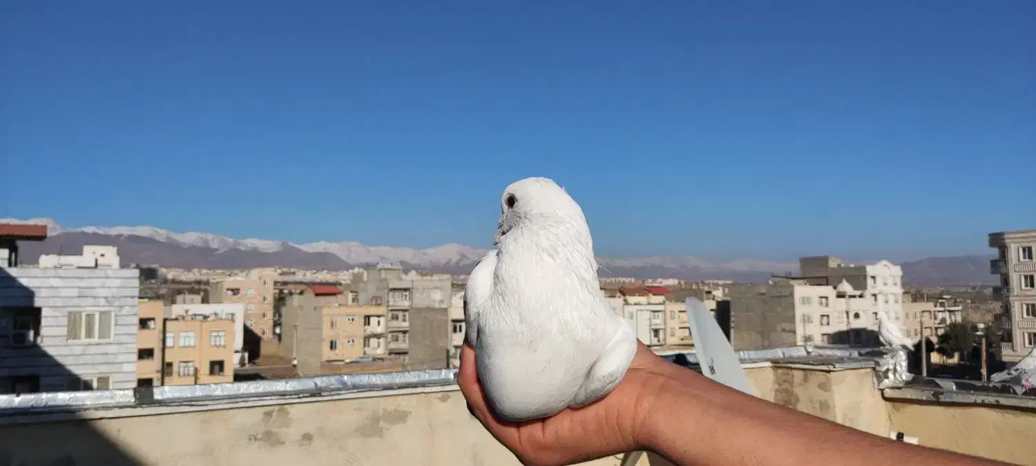 کبوتر|پرنده|هشتگرد, هشتگرد قدیم|دیوار