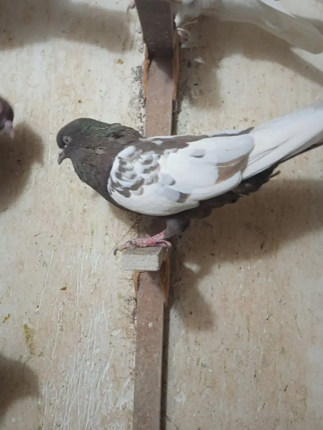 کبوتر|پرنده|شیراز, شیشه‌گری|دیوار