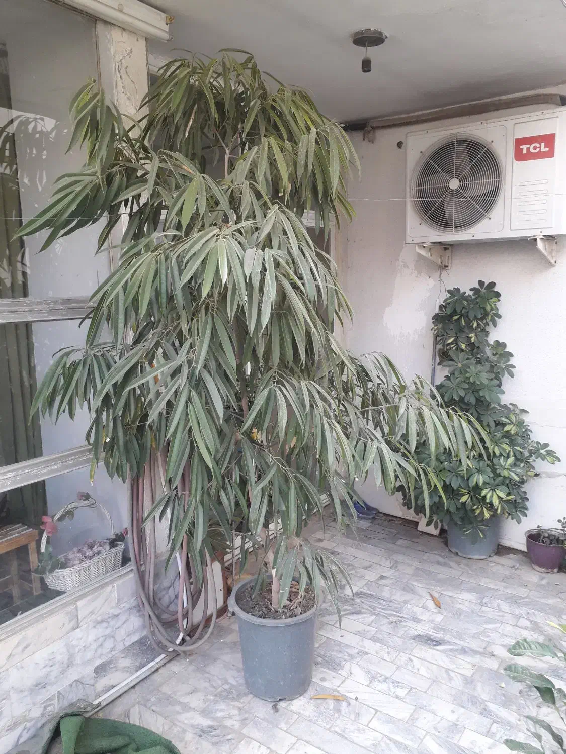 درختچه بنجامین آمستل|گل و گیاه طبیعی|مشهد, سجاد شهر|دیوار