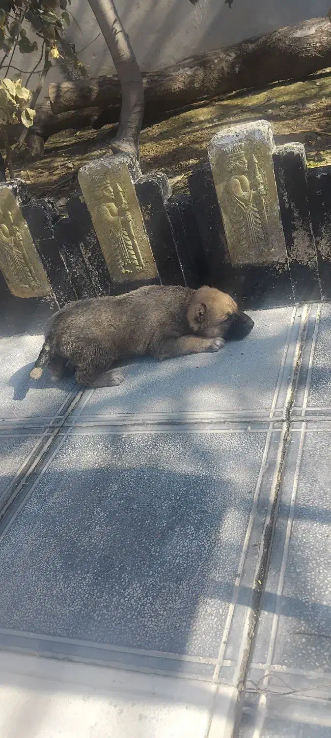 سگ نر|سگ|بجنورد, |دیوار