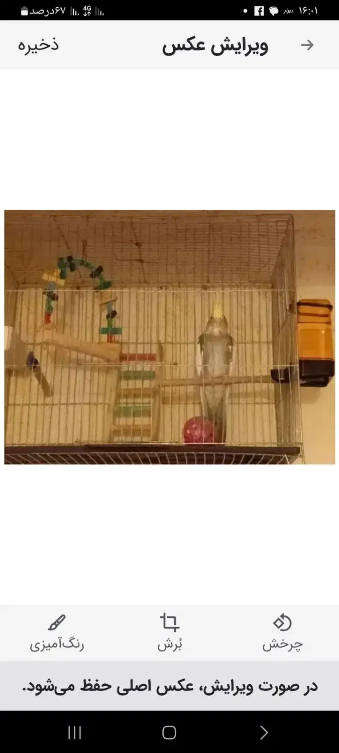 نرماده باقفس کاسکوچرخدار۳میلیون ماده باقفس۱ میلیون|پرنده|سبزوار, ابوریحان|دیوار