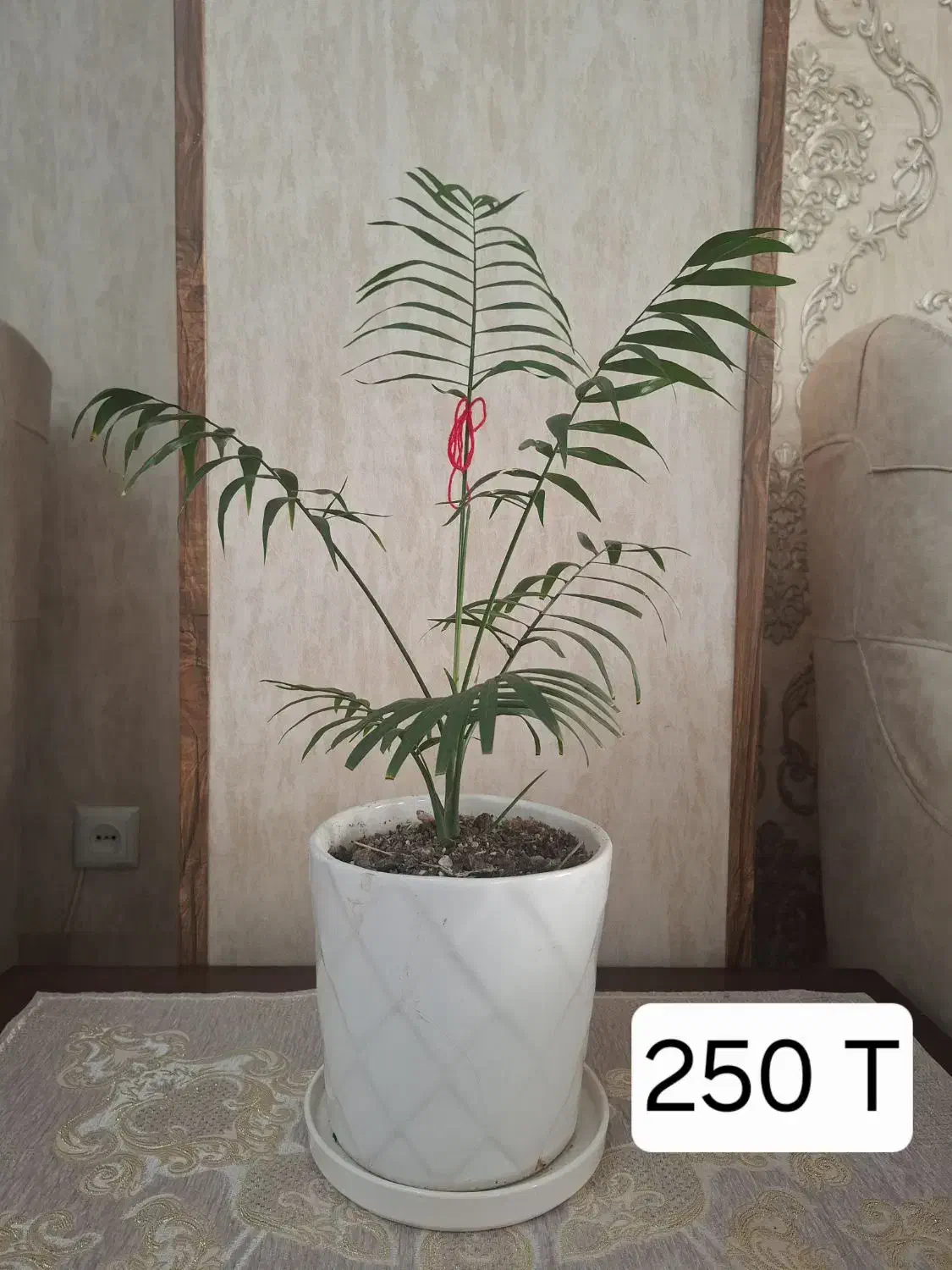 گل های آپارتمانی کاملاسالم فروشی|گل و گیاه طبیعی|کرج, شاهین‌ویلا|دیوار