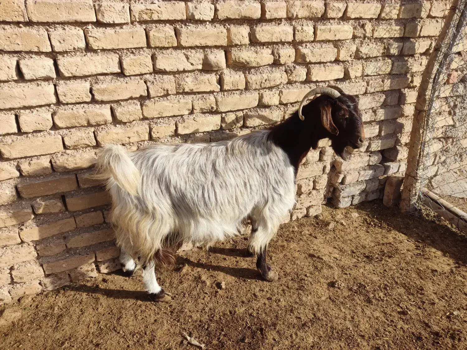 فروش سه عدد بز|حیوانات مزرعه|نی‌ریز, |دیوار