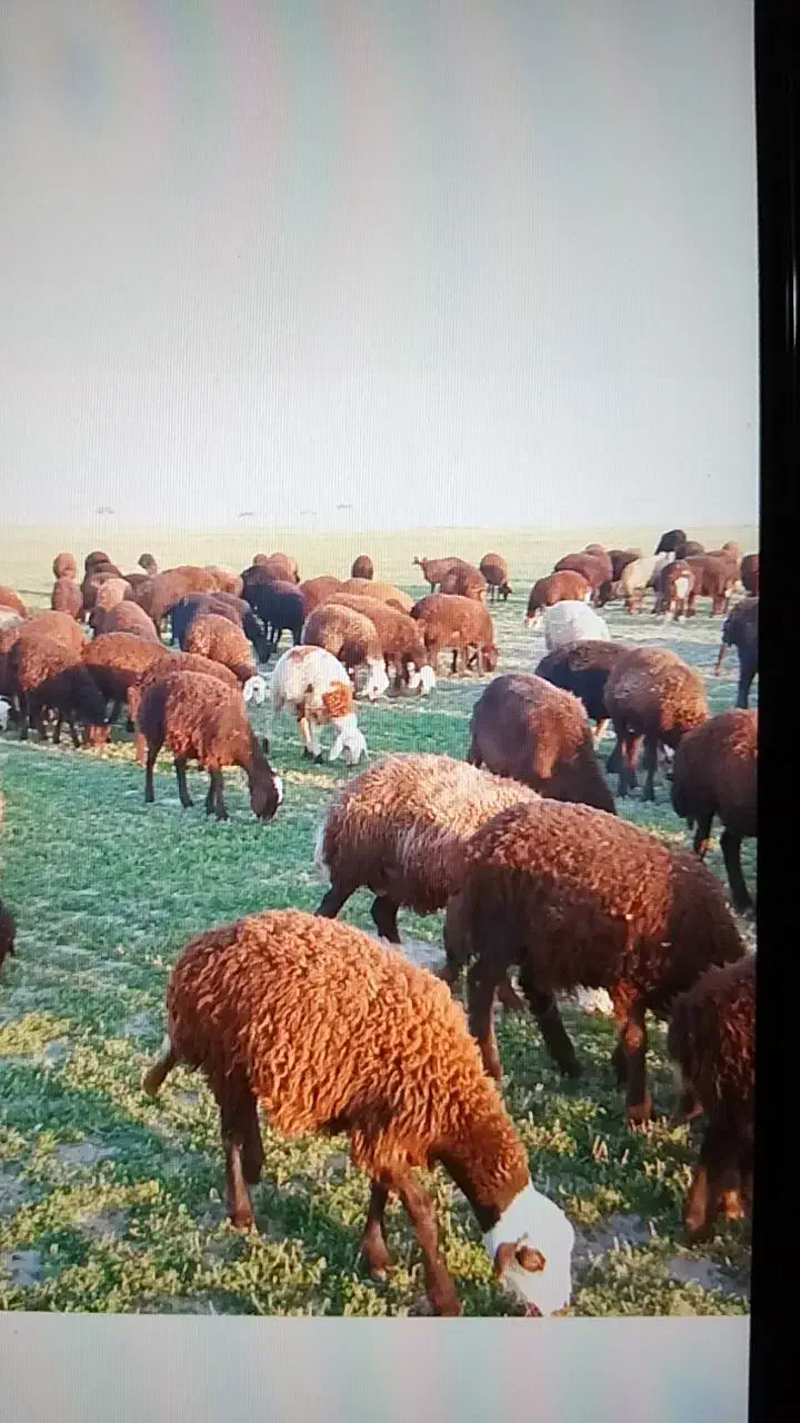 گوسفند|حیوانات مزرعه|خنداب, |دیوار