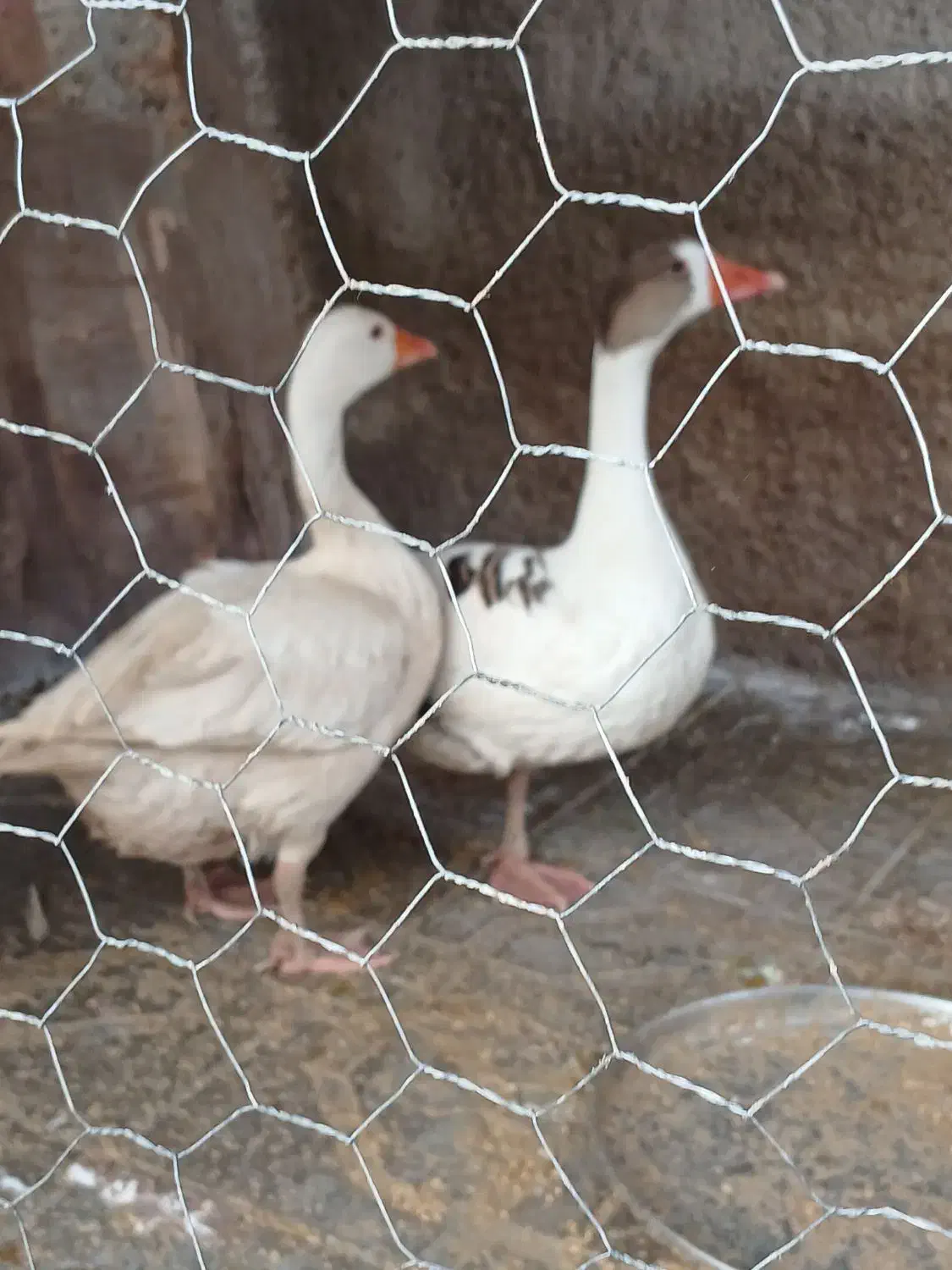 بوقلمون محلی وغاز درجه یک|حیوانات مزرعه|شیراز, شهدای شهرک سعدی|دیوار