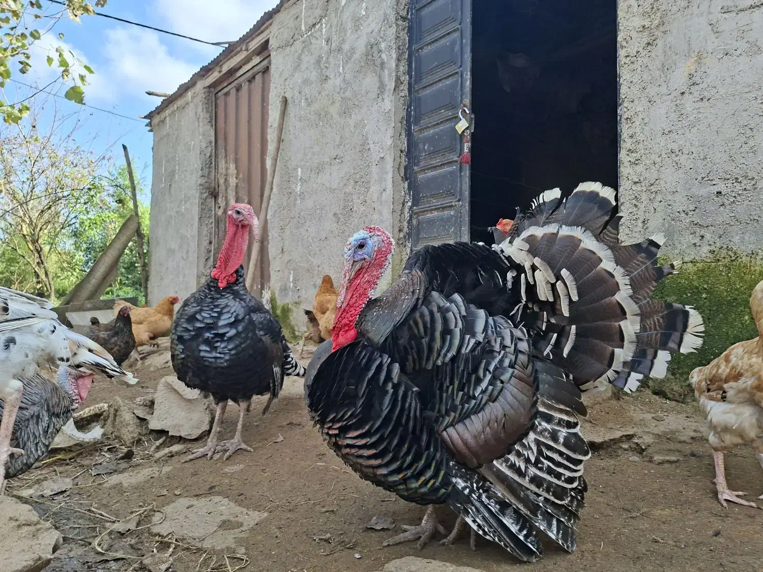 بوقلمون|حیوانات مزرعه|کومله, |دیوار