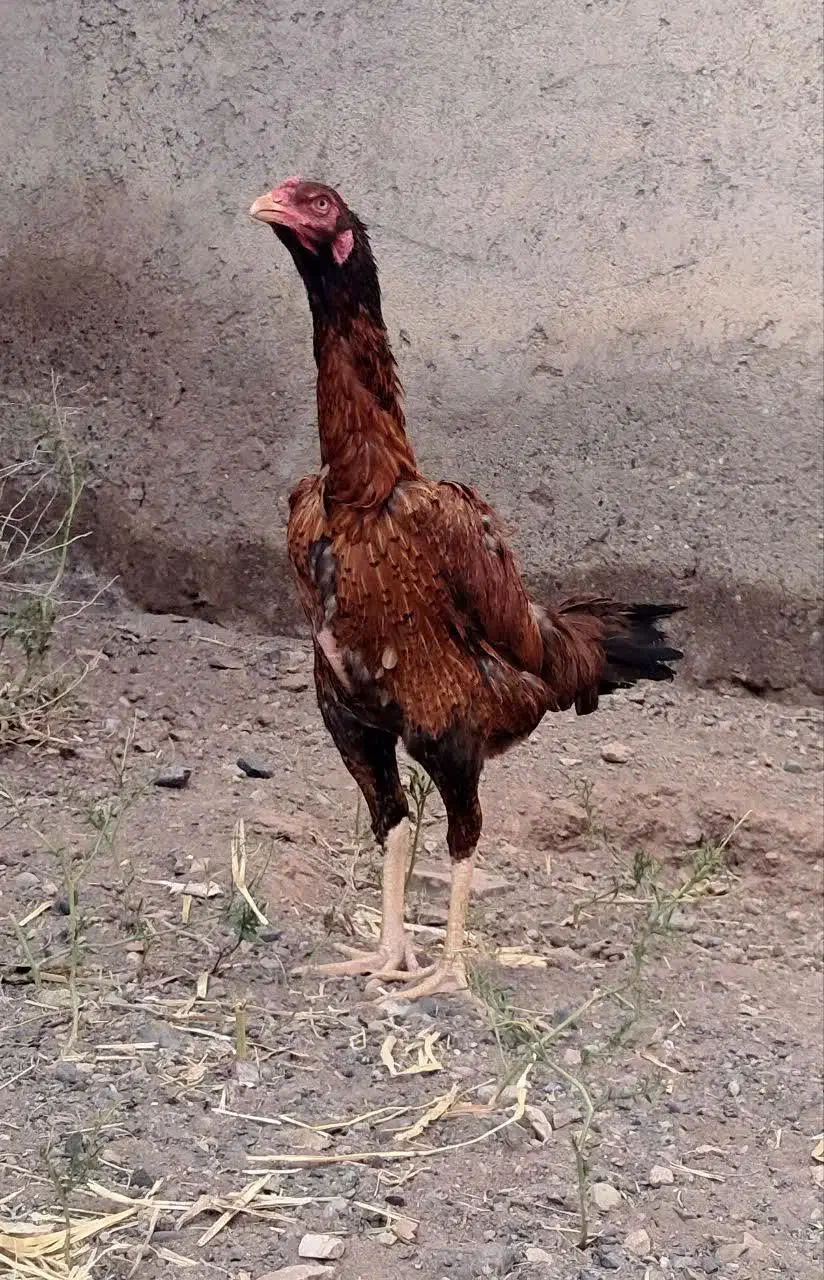 دو عدد مرغ لاری اوشامو|حیوانات مزرعه|قم, تولید دارو و یخچال|دیوار