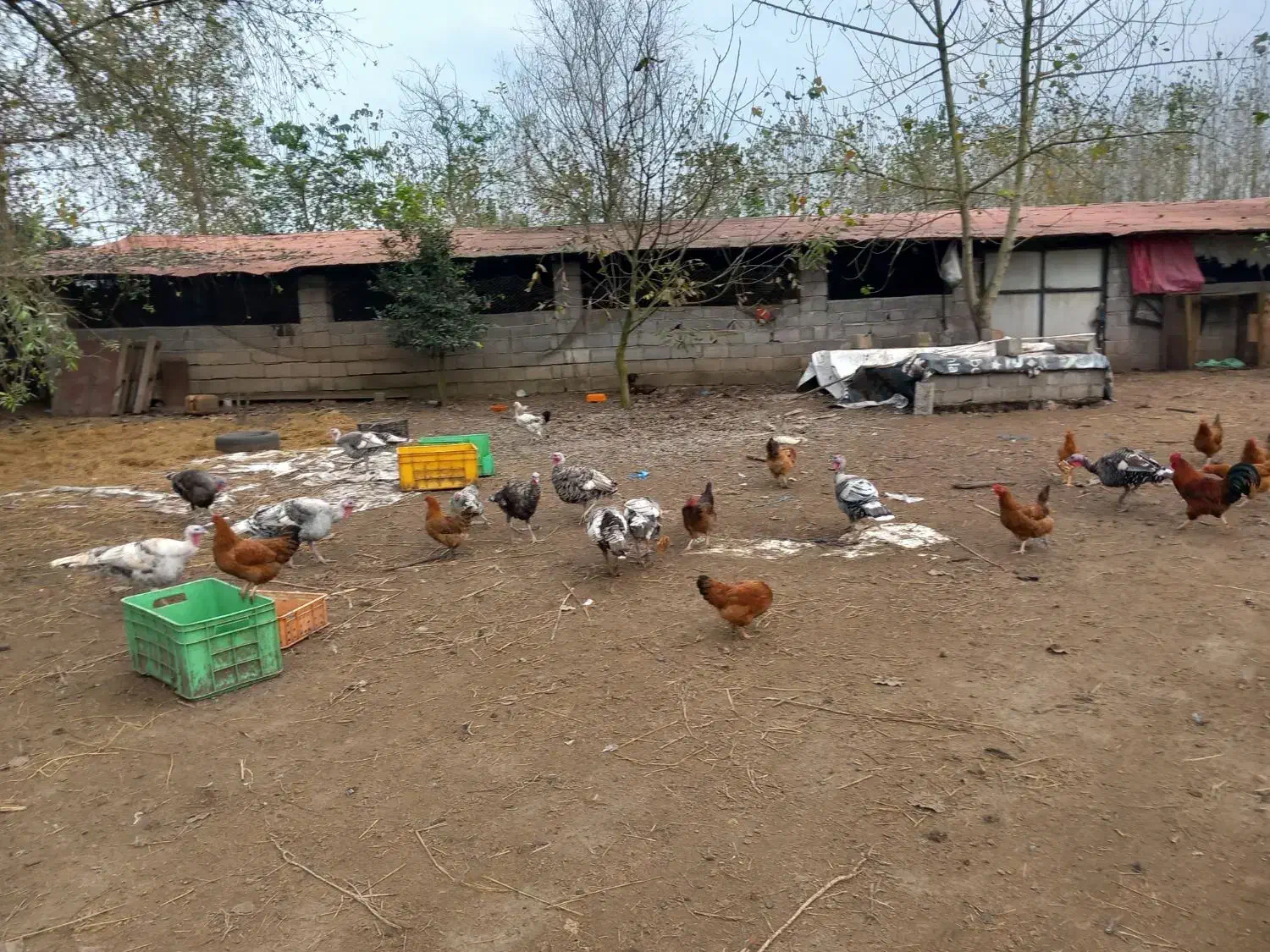 فروش گله غاز،بوقلمون،اردک اسرائیلی واردک پکنی|حیوانات مزرعه|چاف و چمخاله, |دیوار