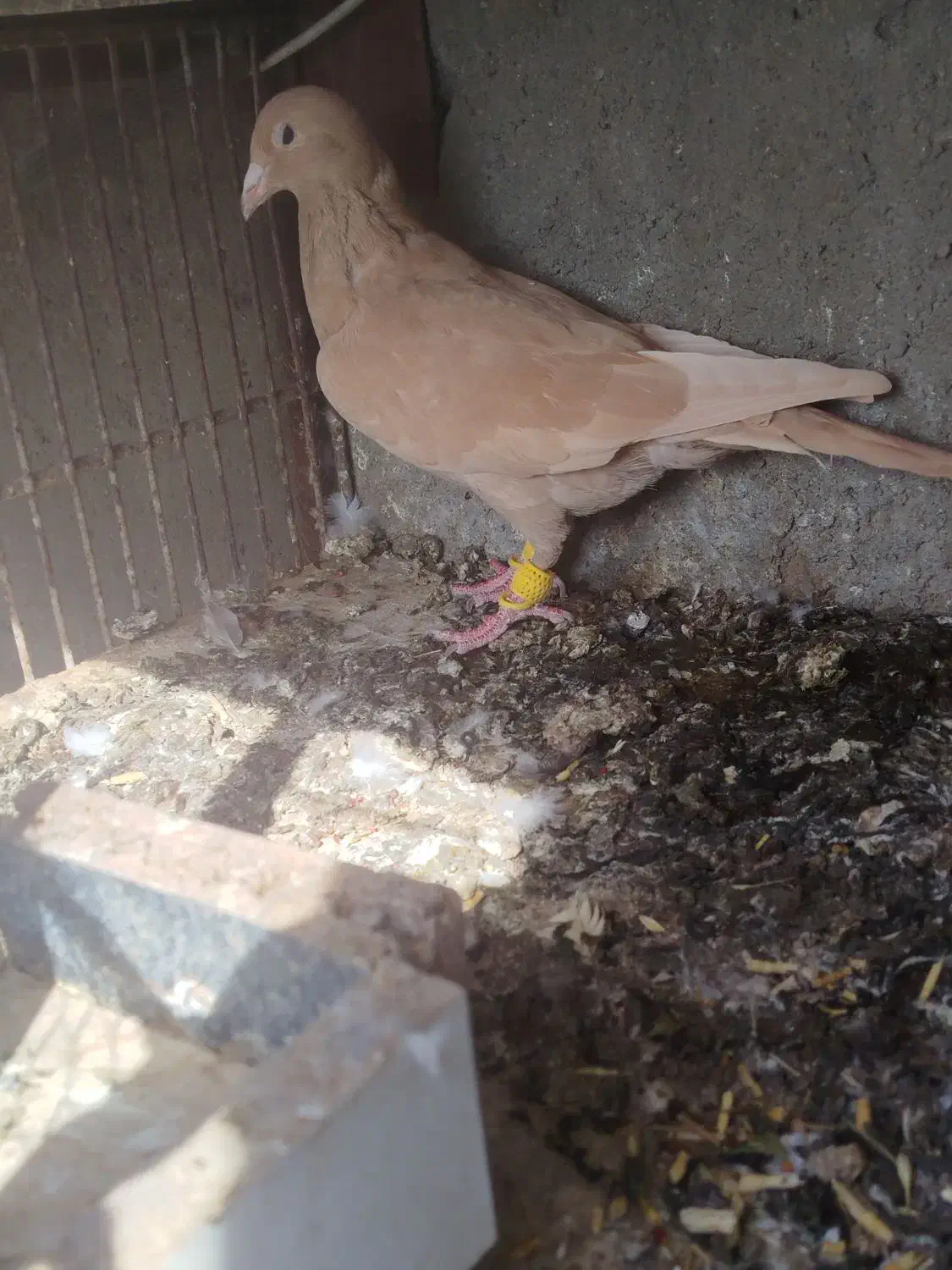 ماده زرد کرمانی فروشی|پرنده|تربتحیدریه, کلاته توکلی|دیوار