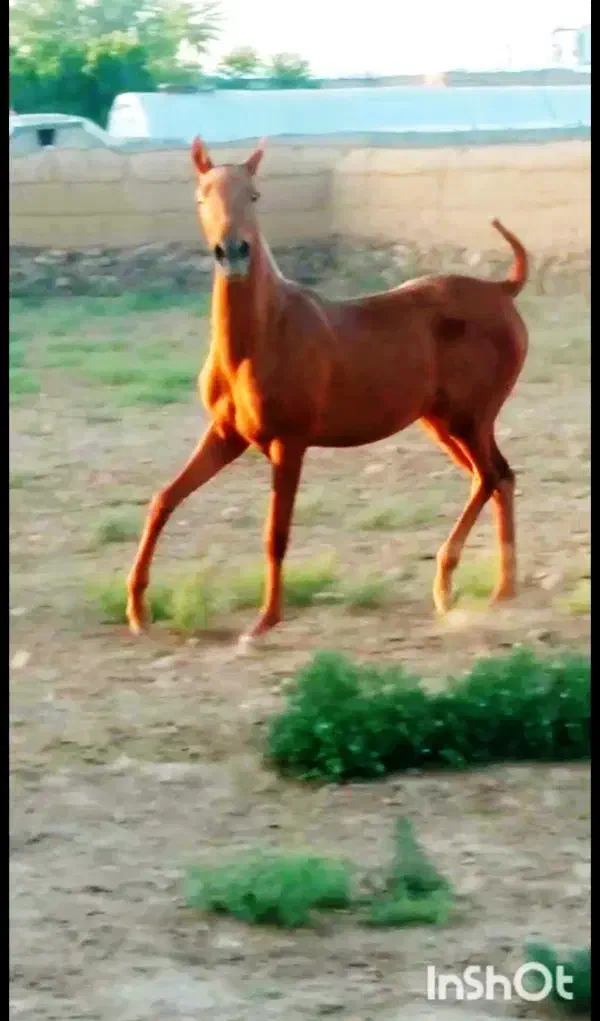 کره مادیون|اسب و تجهیزات اسب‌سواری|معصومیه, |دیوار