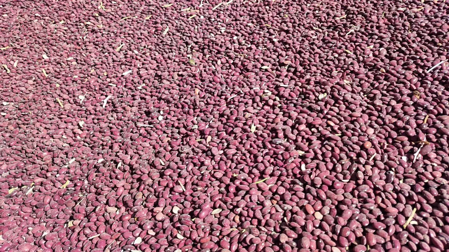 لوبیاقرمز|خوردنی و آشامیدنی|پاسارگاد, |دیوار