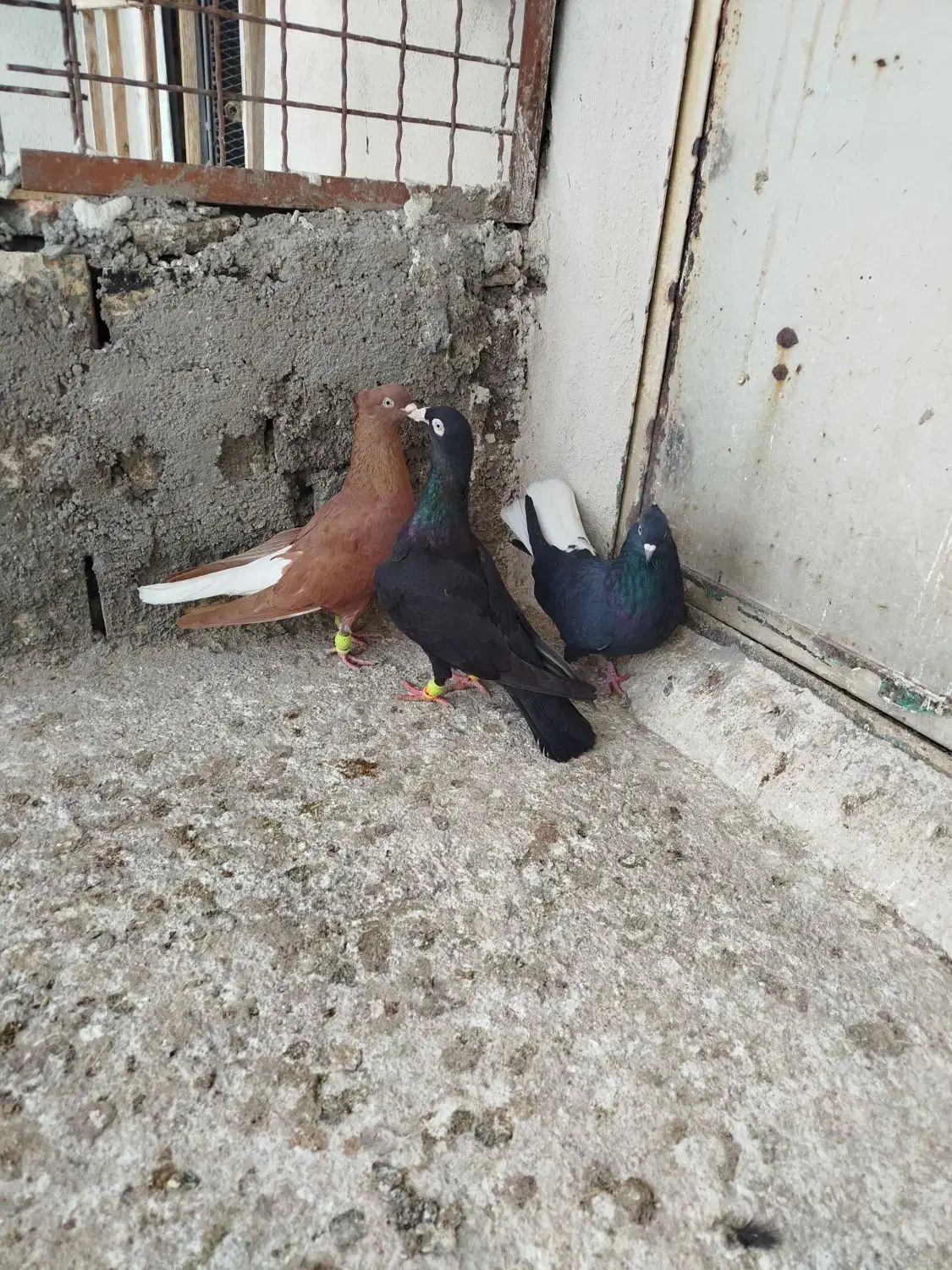 کبوتررنگی|پرنده|کوهین, |دیوار