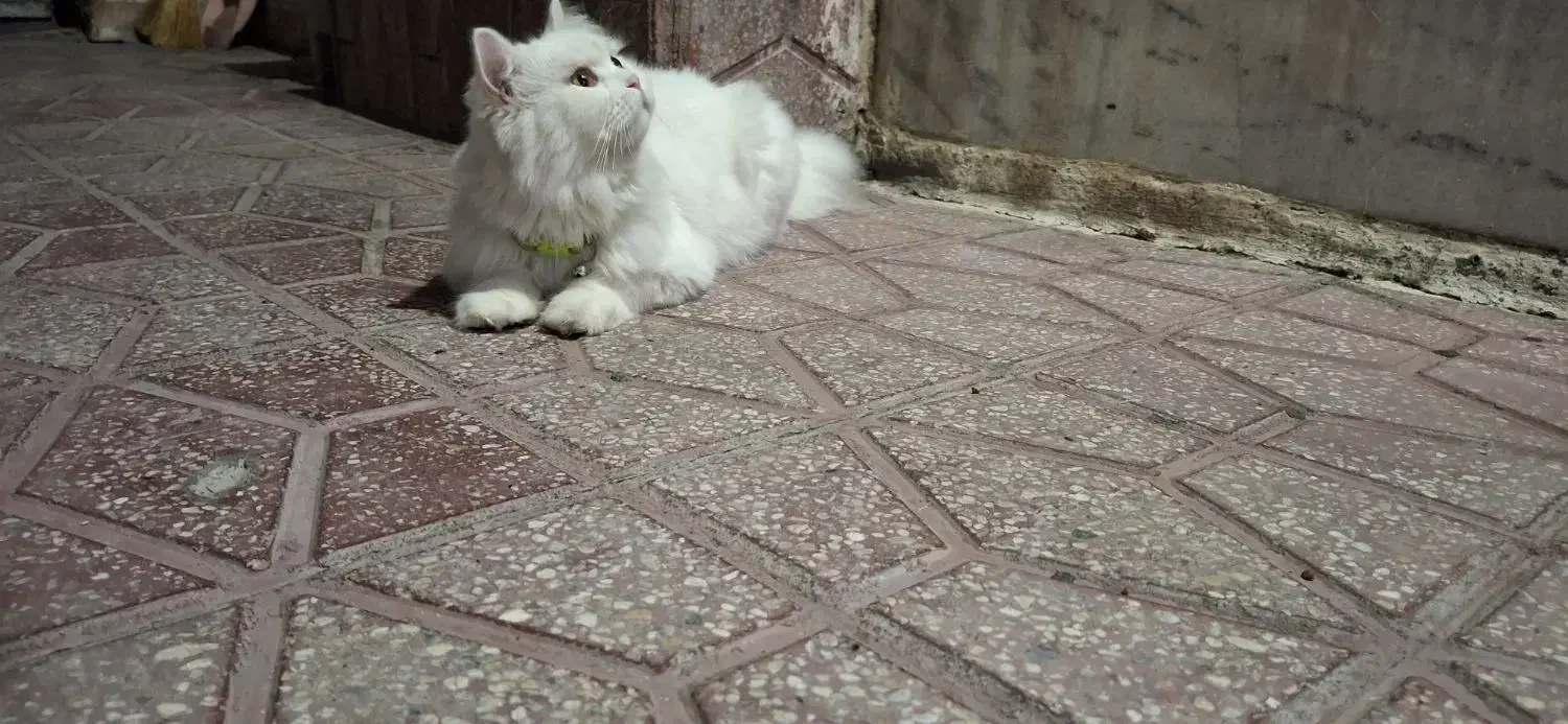 واگذاری گربه پرشین|گربه|مریوان, |دیوار