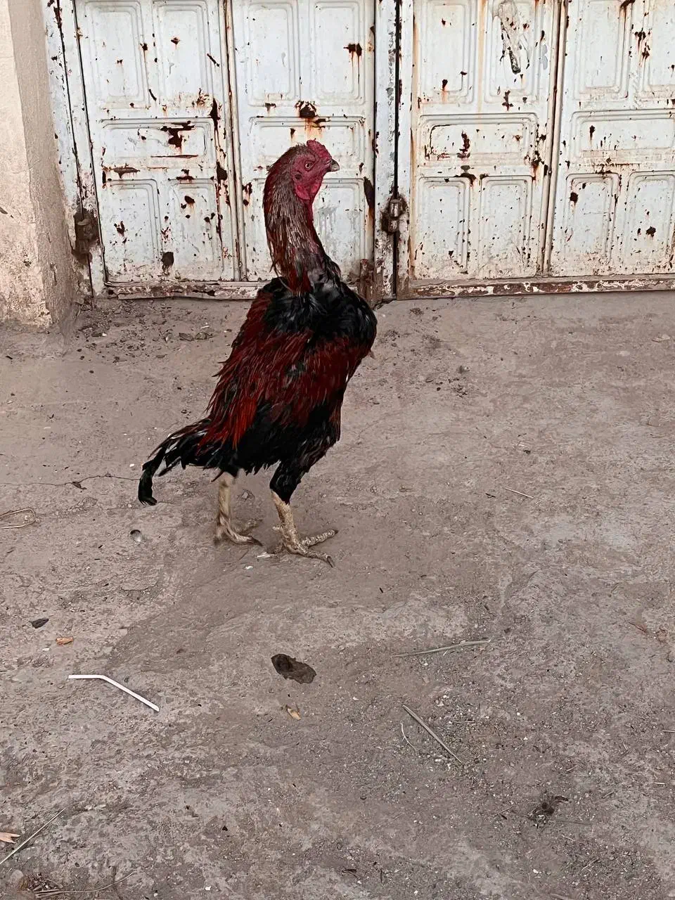 خروس لاری اصیل|حیوانات مزرعه|خاوران, |دیوار