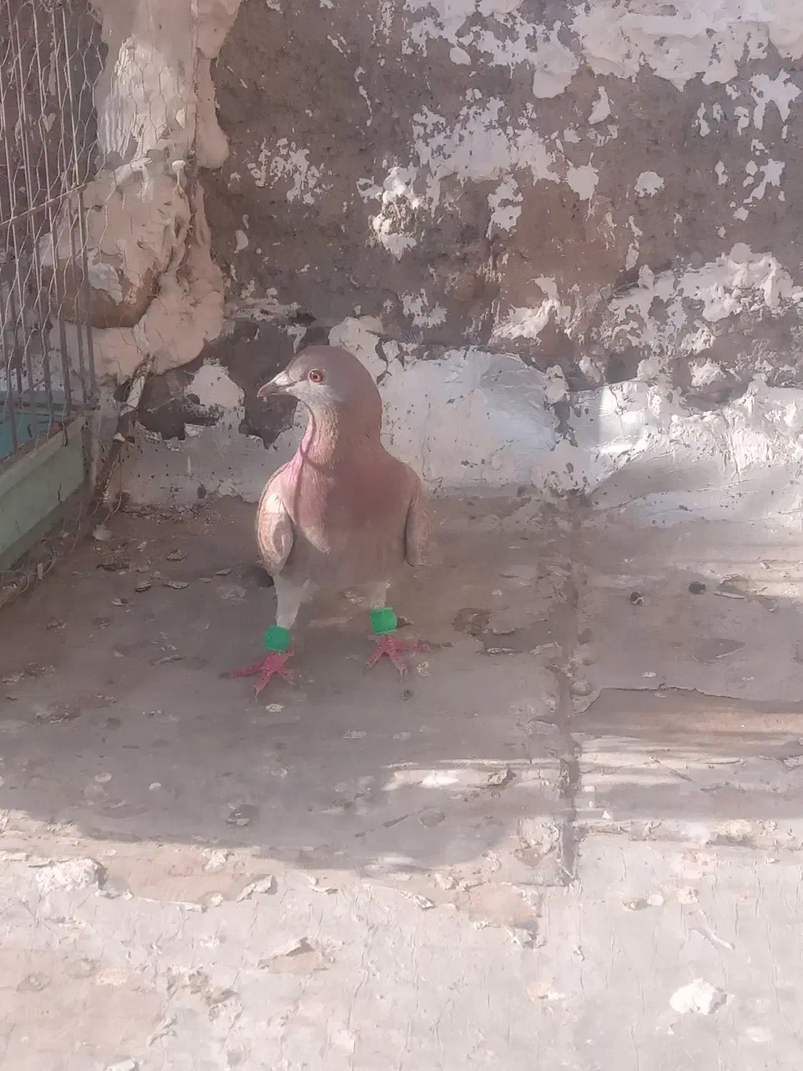 کفتر|پرنده|تربت‌حیدریه, آغوی|دیوار