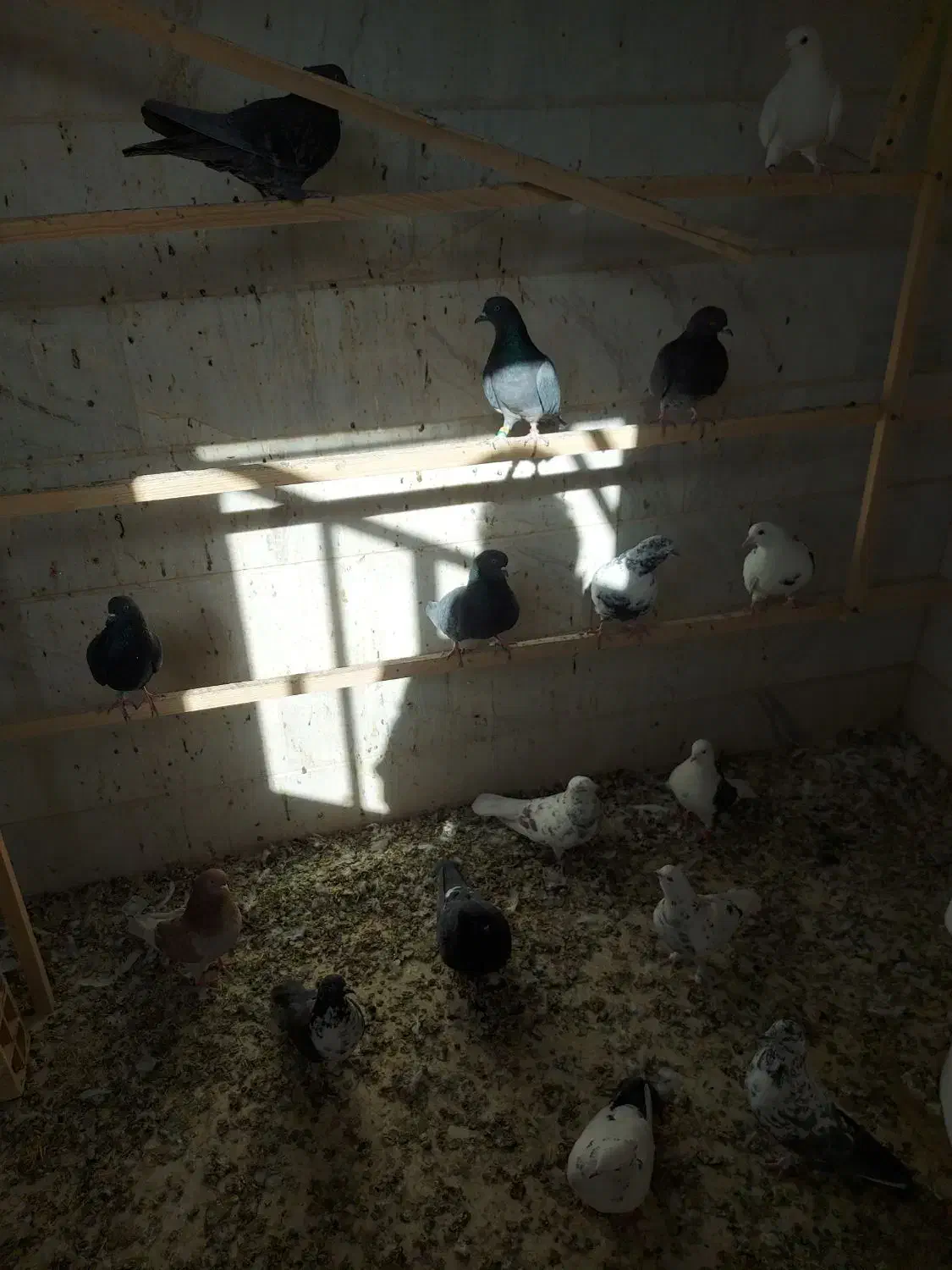 کفتر ۵۰ طوق یکجایی|پرنده|پاکدشت, پارچین|دیوار