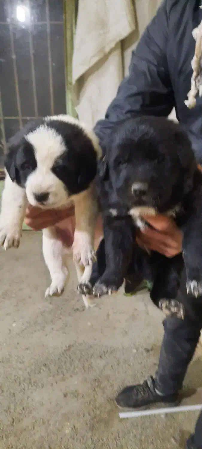 واگذاری توله سگ قدرجونی|سگ|خمینیشهر, |دیوار