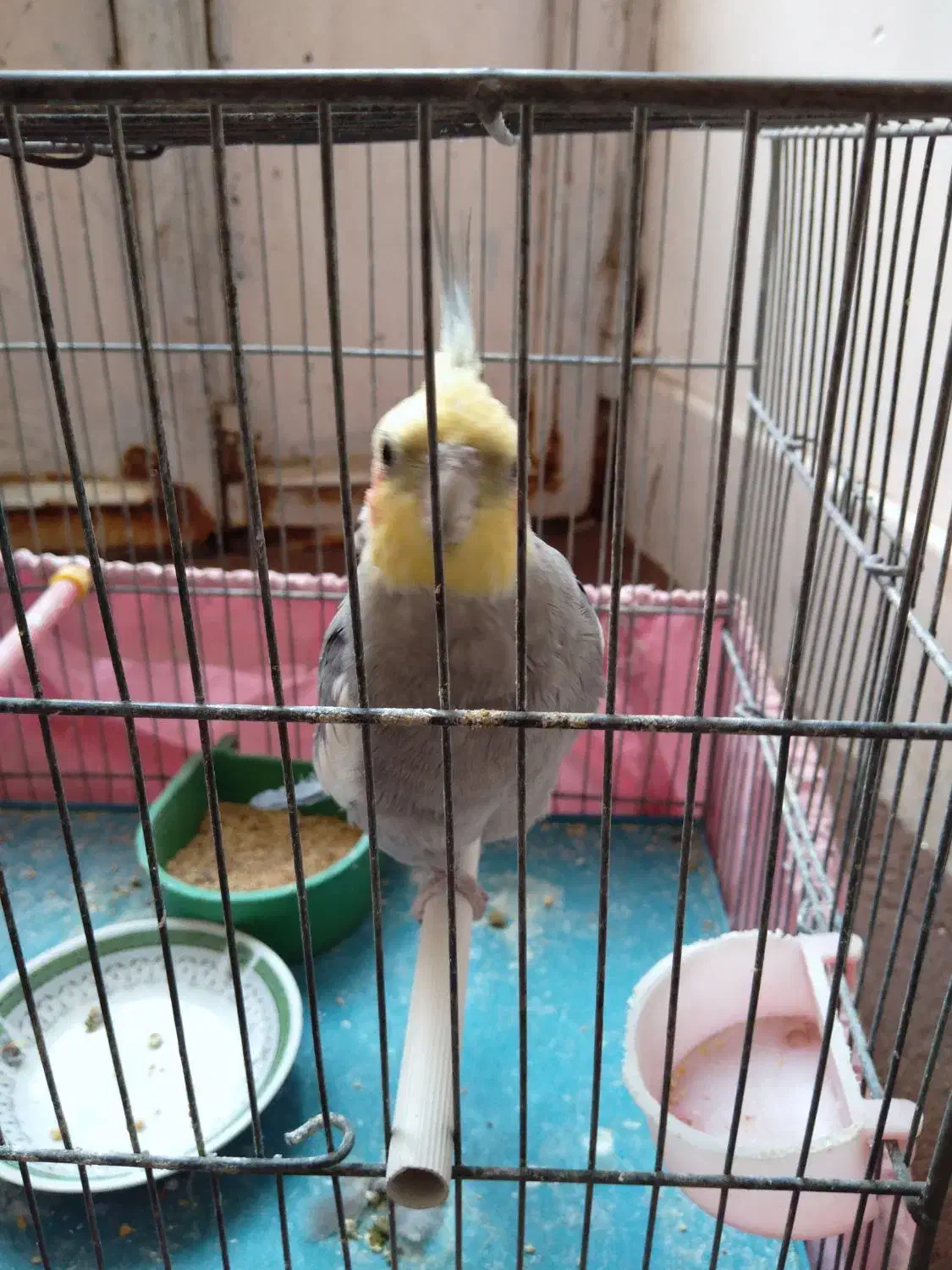 طوطی عروس|پرنده|قم, چهار مردان|دیوار