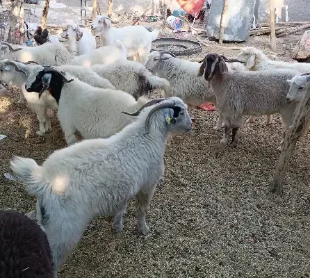 نری بخته چاق نصف بالا گوشت|حیوانات مزرعه|بافت, |دیوار
