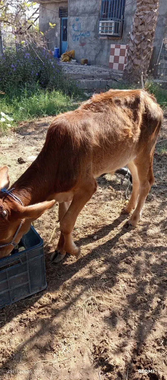 گوساله نر دورگ|حیوانات مزرعه|میناب, |دیوار