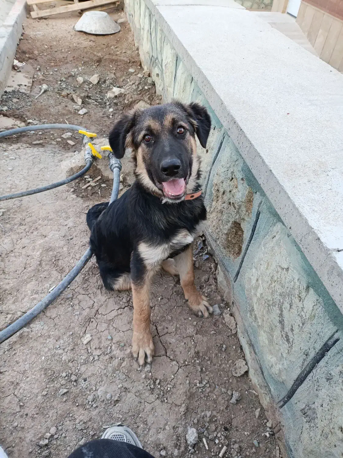 توله ژرمن 6 ماهه|سگ|محمدشهر, همایون ویلا|دیوار