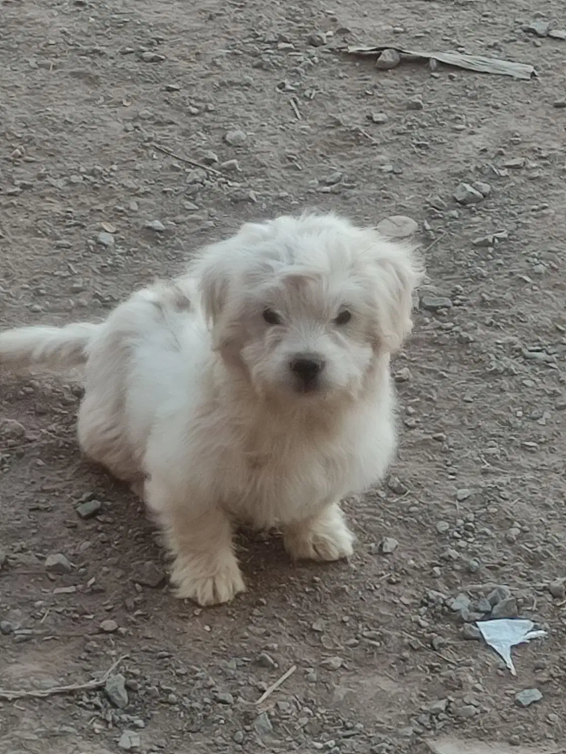 سگ شیتزو|سگ|رفسنجان, |دیوار