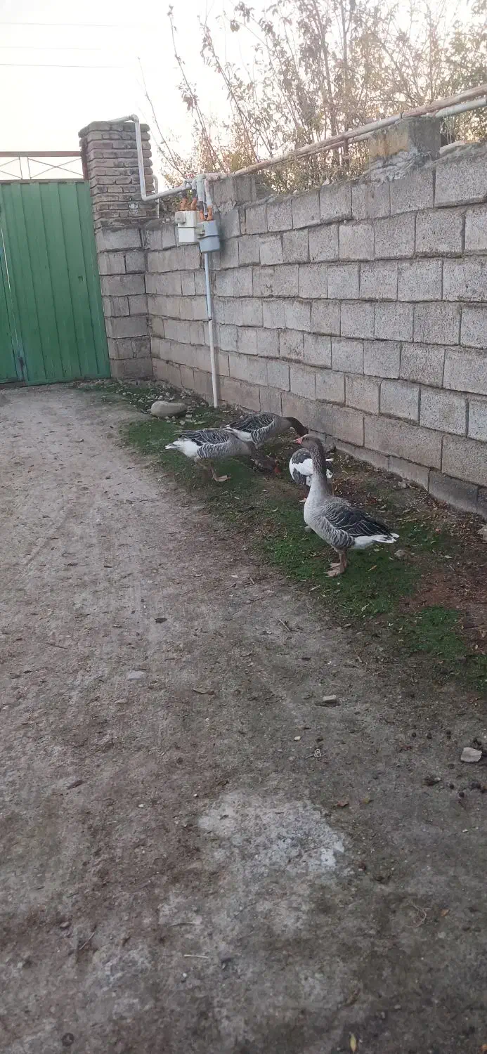 غازمحلی|حیوانات مزرعه|آق قلا, |دیوار