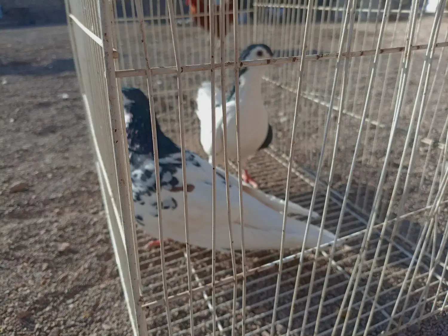 کفتر عالی فقط به شرت تخم جوجه|پرنده|طاغنکوه, |دیوار