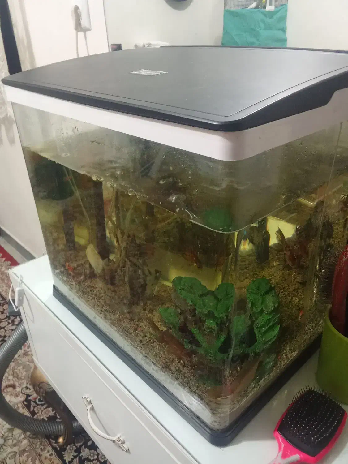 آکواریوم|ماهی|دورود, |دیوار