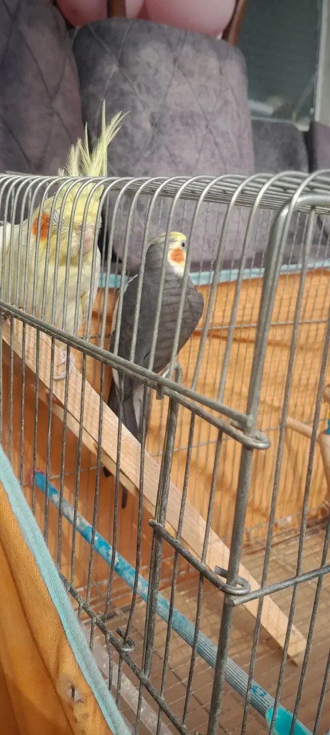 عروس هلندی|پرنده|رشت, رودباری|دیوار