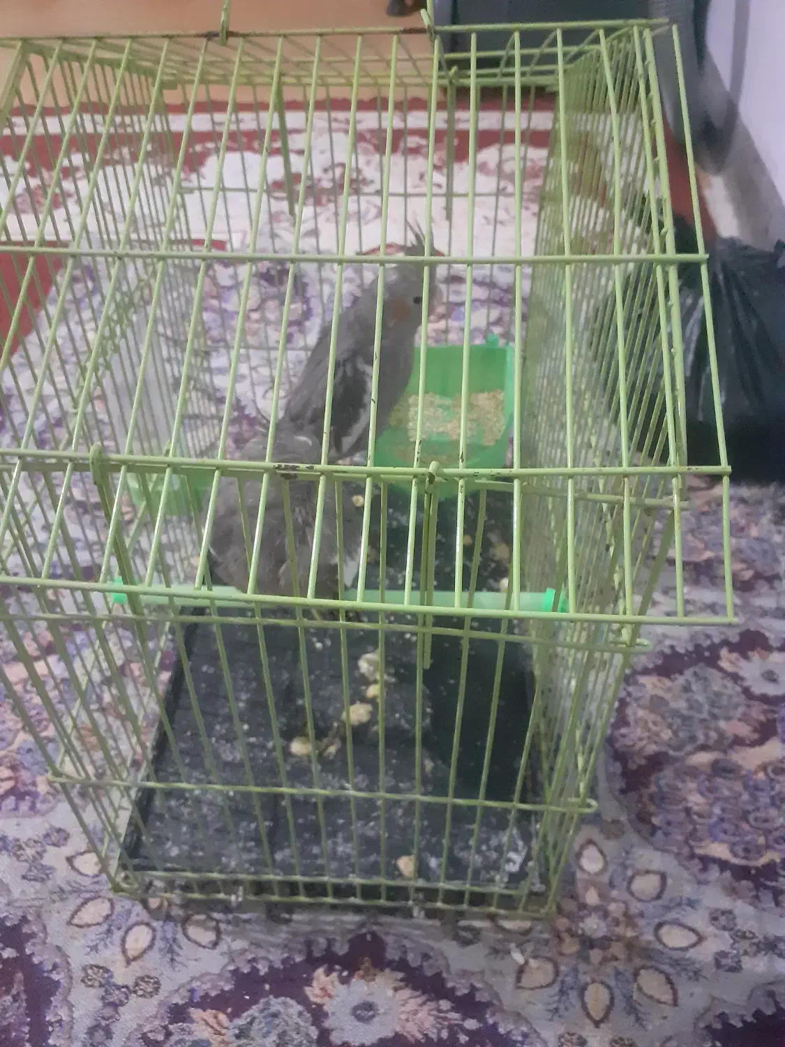 پرنده|پرنده|سیجوال, |دیوار