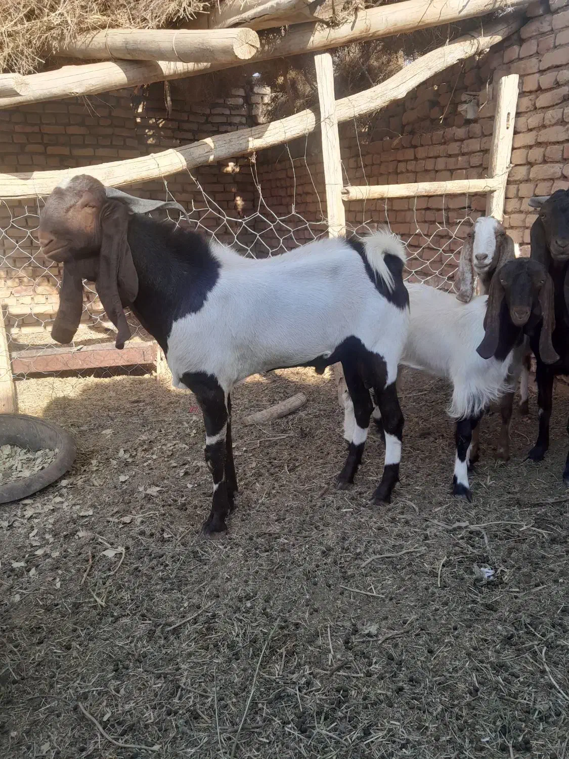 بزغاله نر تخمی|حیوانات مزرعه|شهرآباد, |دیوار