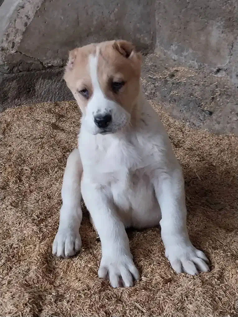 توله آلابای روسی|سگ|تهران, وردآورد|دیوار