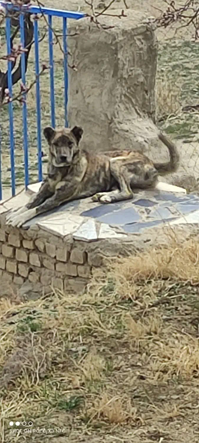 سگ..|سگ|ملایر, |دیوار