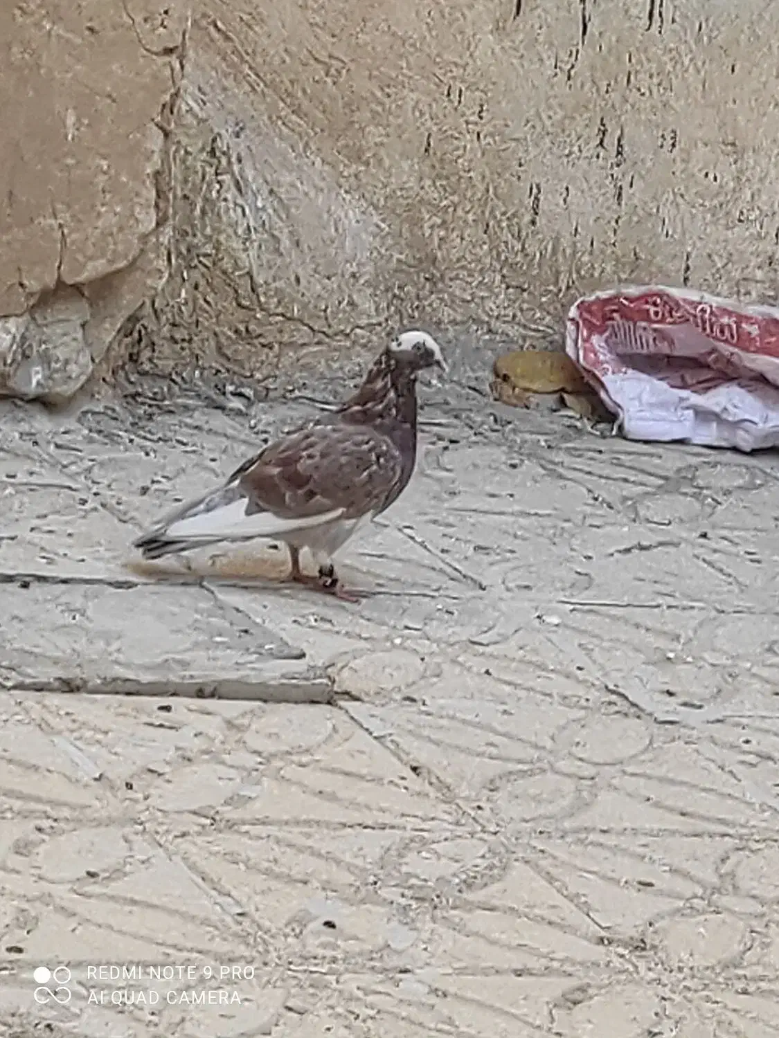 کبوتر|پرنده|سپیدان, |دیوار