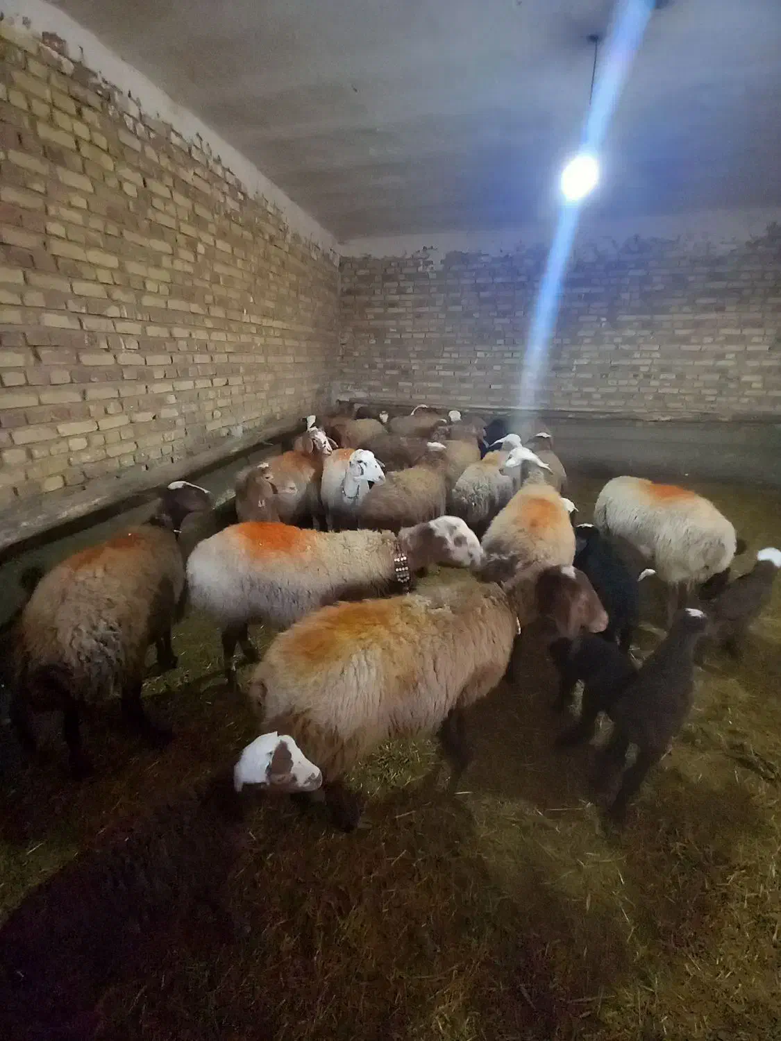 حیوانات مزرعه|حیوانات مزرعه|باوله, |دیوار