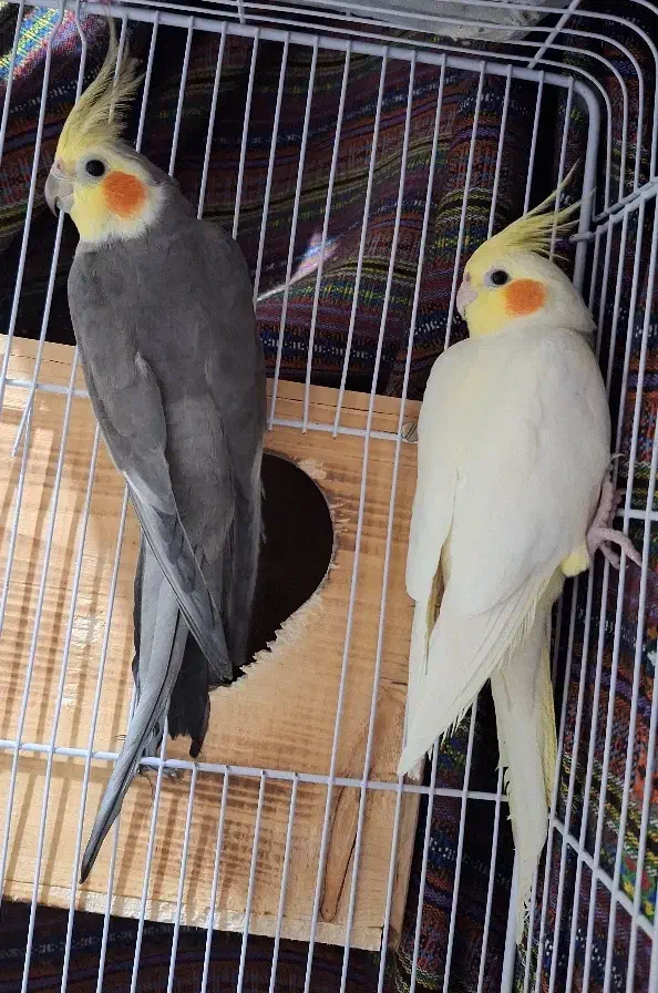 عروس هلندی|پرنده|بجنورد, |دیوار