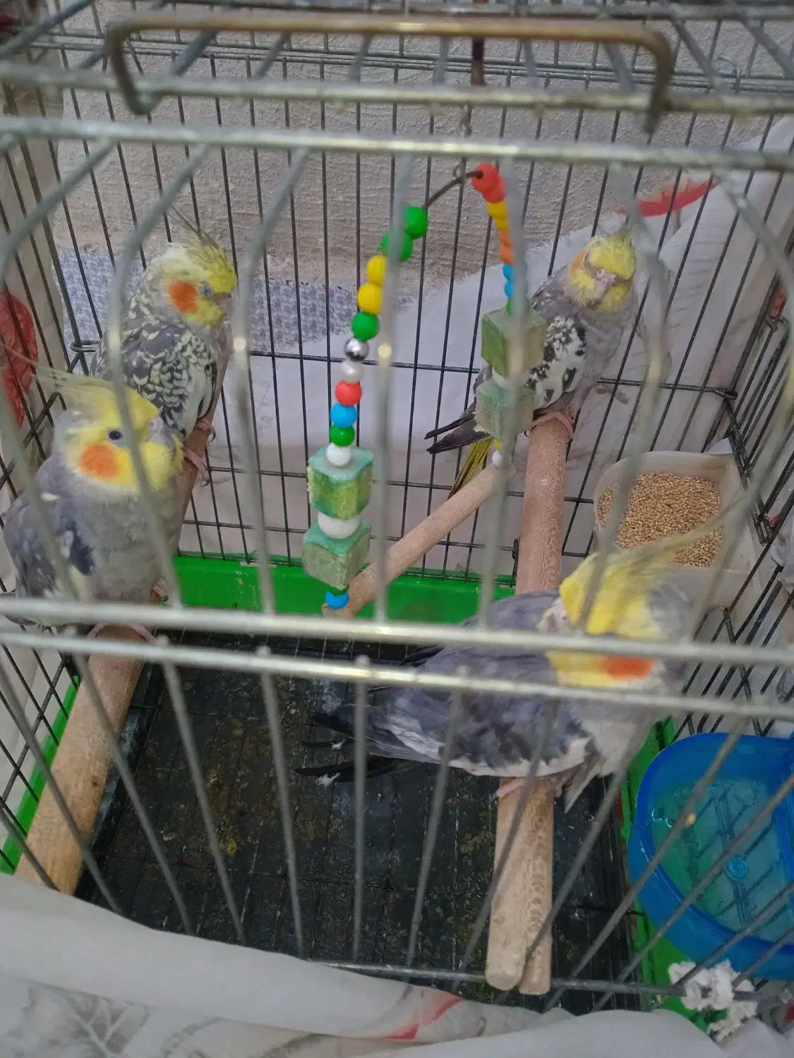 عروس هلندی|پرنده|اسلامشهر, کاشانک|دیوار