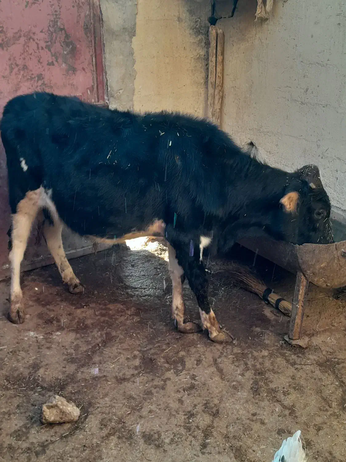 گوساله نر|حیوانات مزرعه|جوانرود, |دیوار