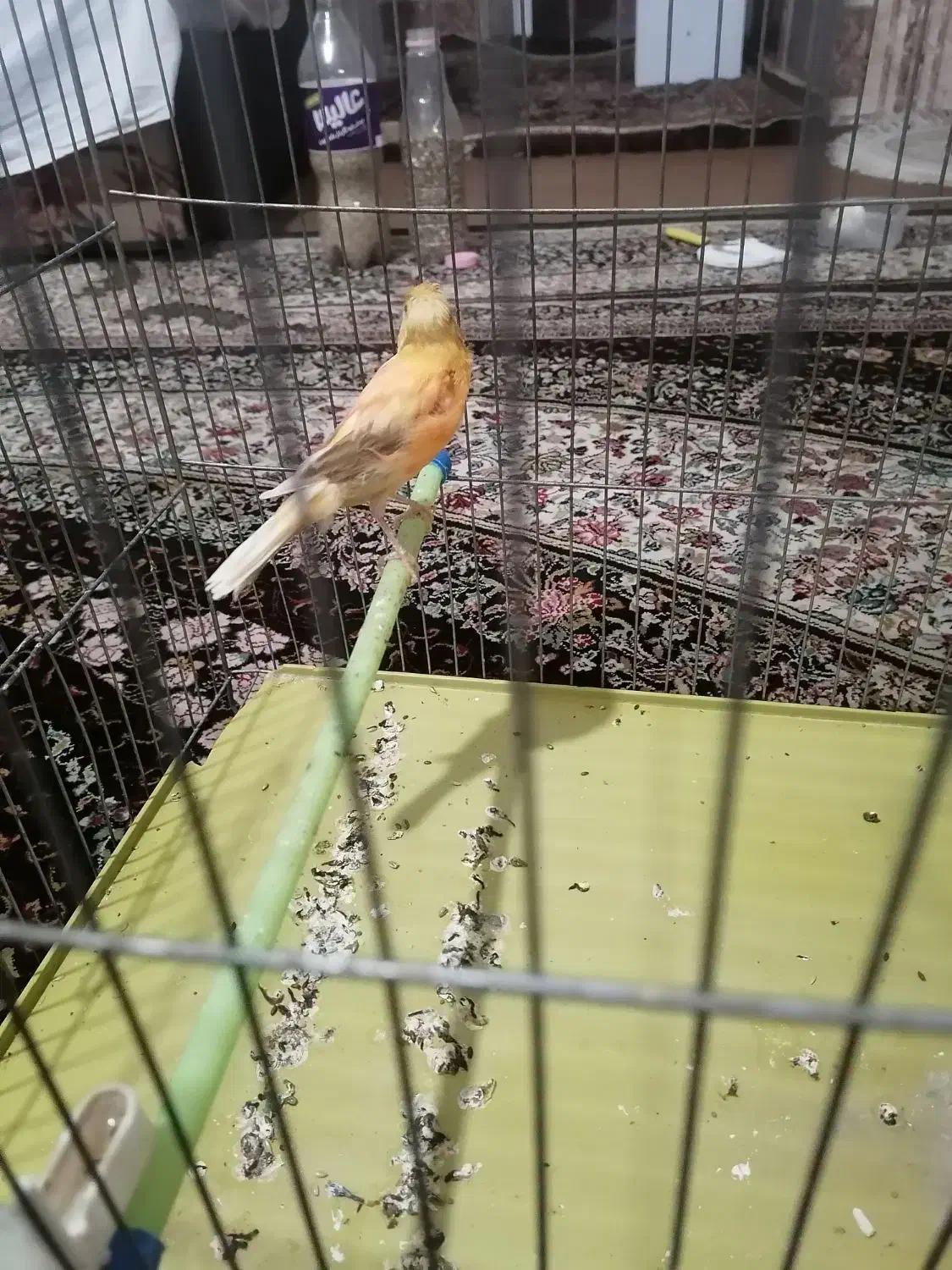 سه عدد قناری ماده آماده|پرنده|شیراز, قلعه نو|دیوار