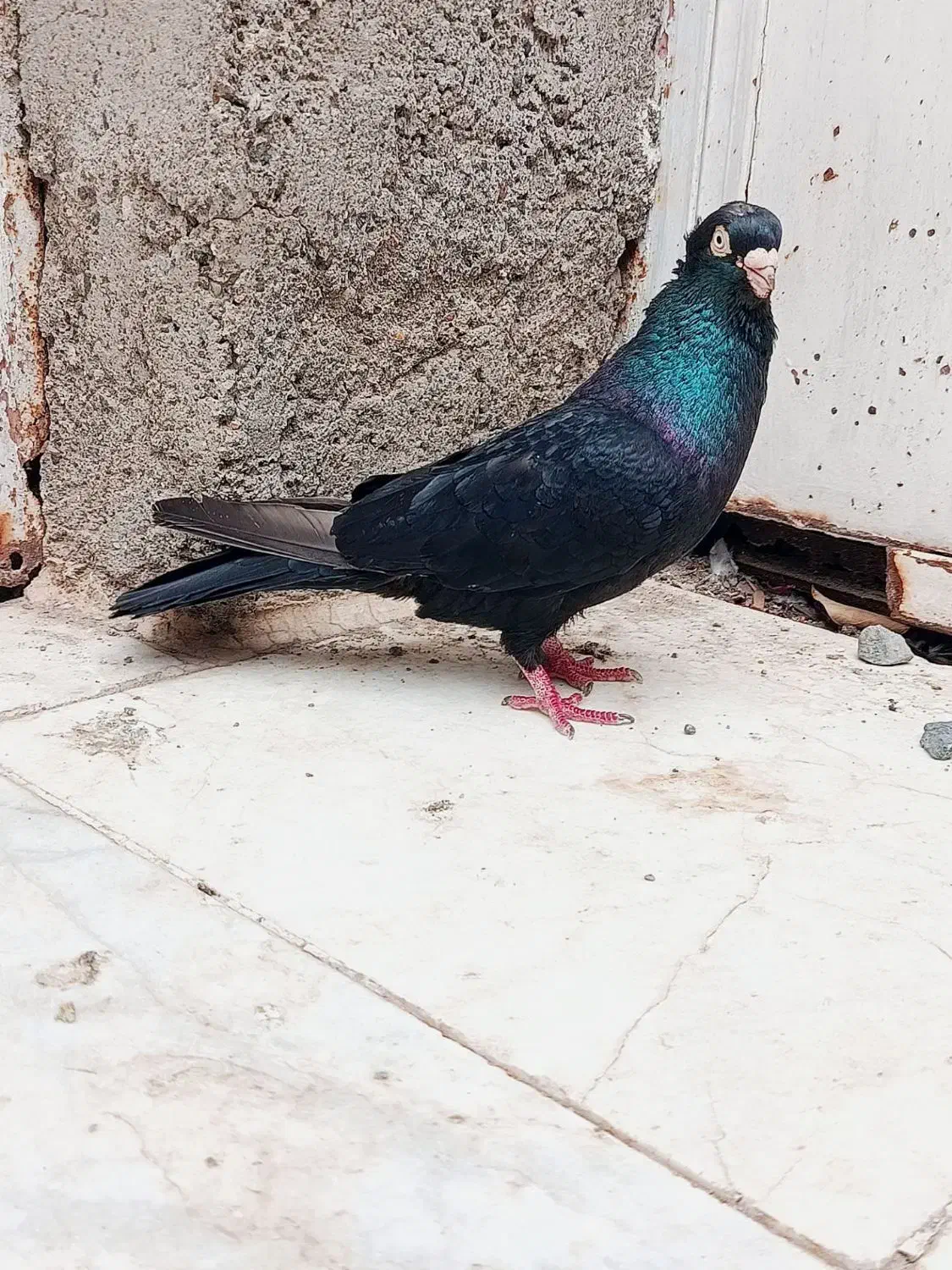 زاغ|پرنده|جیرفت, |دیوار