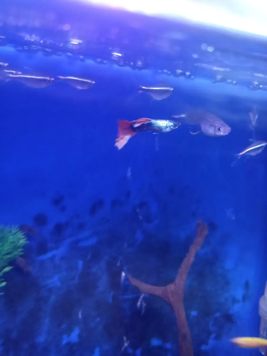 ماهی گوپی نرو ماده مولد|ماهی|چهاردانگه (تهران), |دیوار