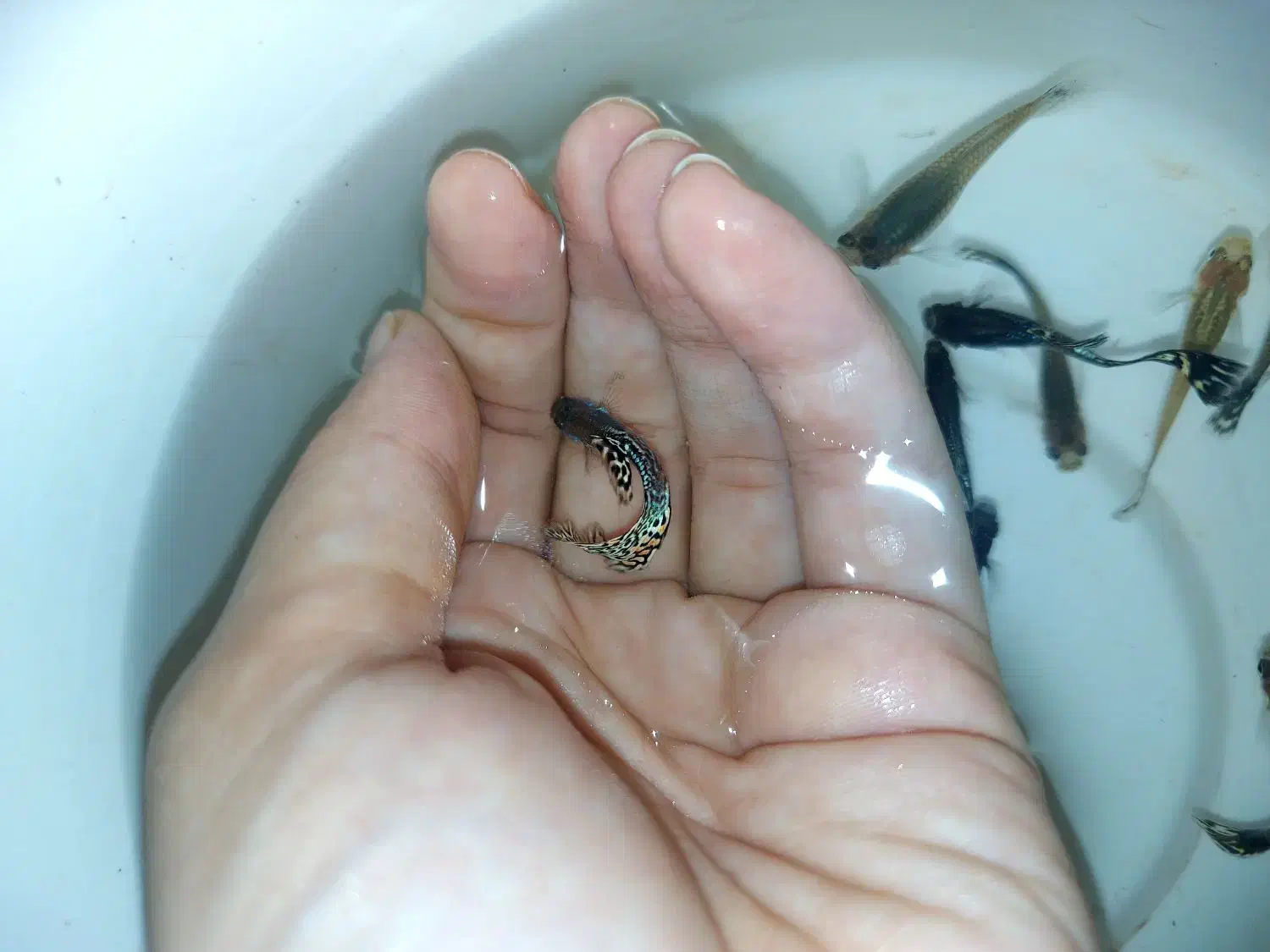 گوپی پوست ماری ، رد اسکارت|ماهی|رشت, کاکتوس|دیوار