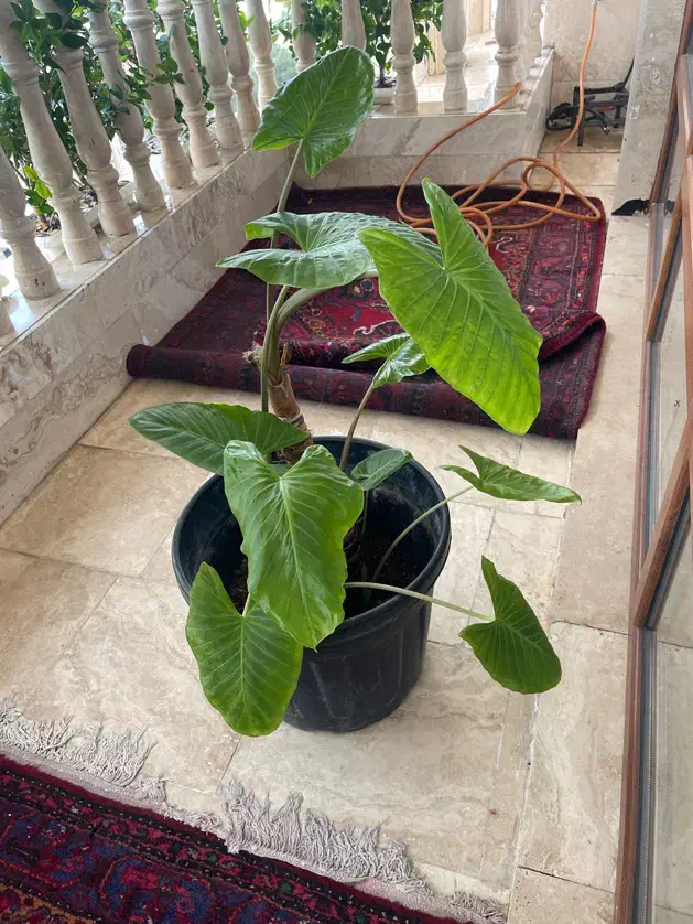 گل بابا آدم|گل و گیاه طبیعی|فردیس, فردیس|دیوار