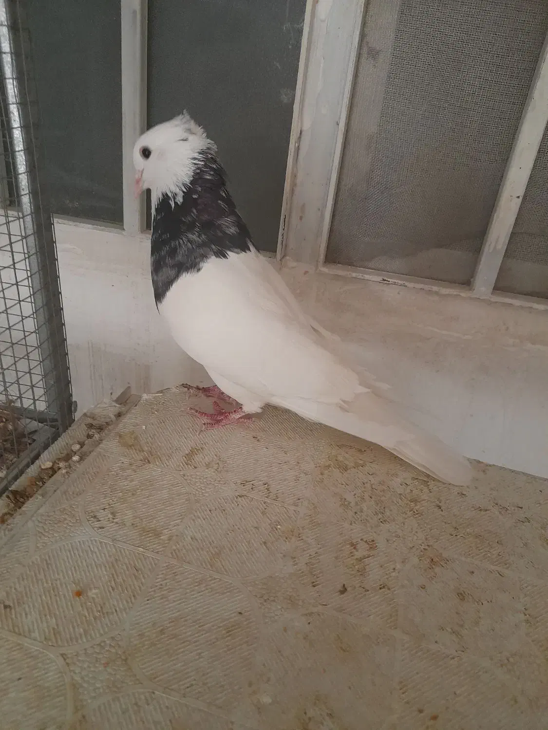 کبوتر طوقی نر|پرنده|شیراز, احمدآباد|دیوار