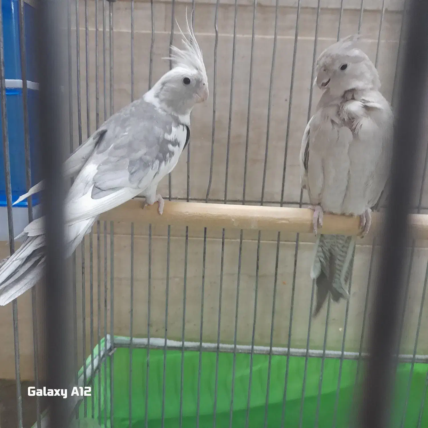 عروس هلندی|پرنده|قم, نخودی|دیوار